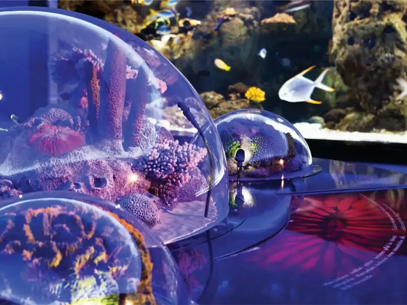Themed aquarium exhibition area